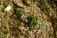 Vroegeling; Common Whitlowgrass; Erophila verna