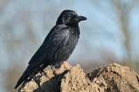 Zwarte Kraai; Carrion Crow; Corvus corone corone