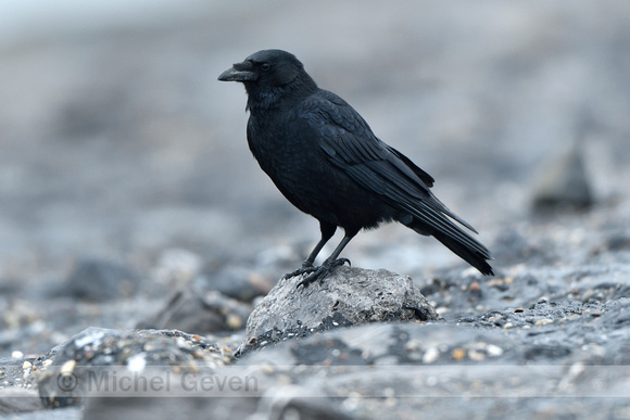 Zwarte Kraai; Carion Crow; Corvus corone