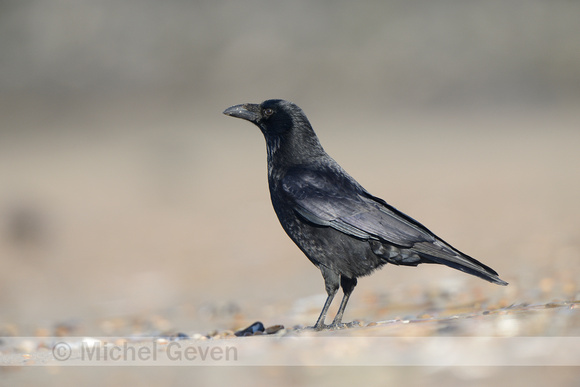 Zwarte Kraai; Carrion Crow; Corvus corone