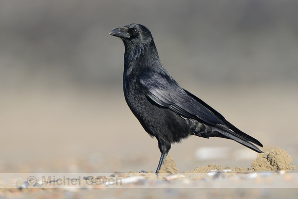 Zwarte Kraai; Carrion Crow; Corvus corone