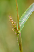 Stekelige Hanenpoot; Rough Barnyardgrass; Echinochloa muricata