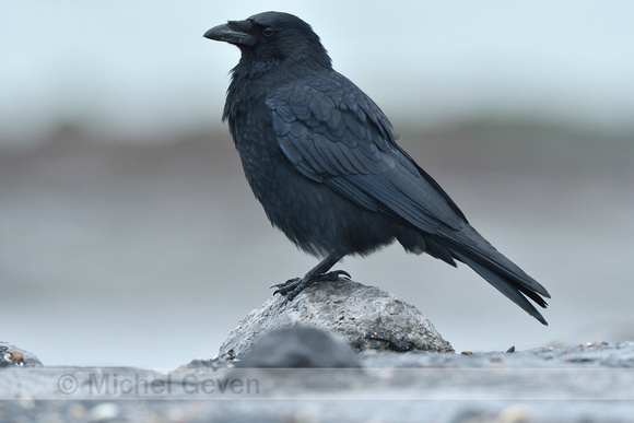 Zwarte Kraai; Carion Crow; Corvus corone