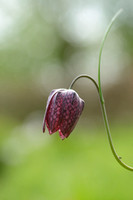 Wilde kievitsbloem; SnakeÕs head fritillary; Fritillaria meleagr