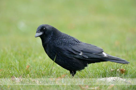 Zwarte Kraai; Carrion Crow; Corvus Corone;