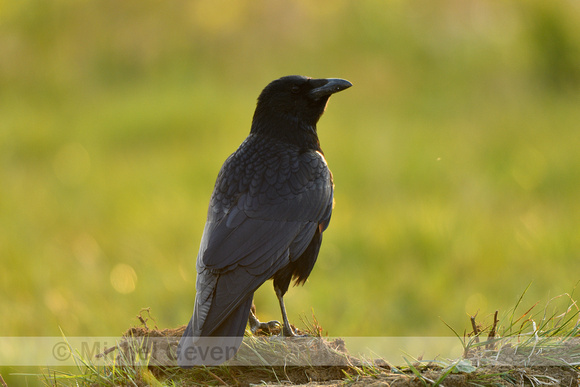 Zwarte kraai; Black Crow; Corvus corvus