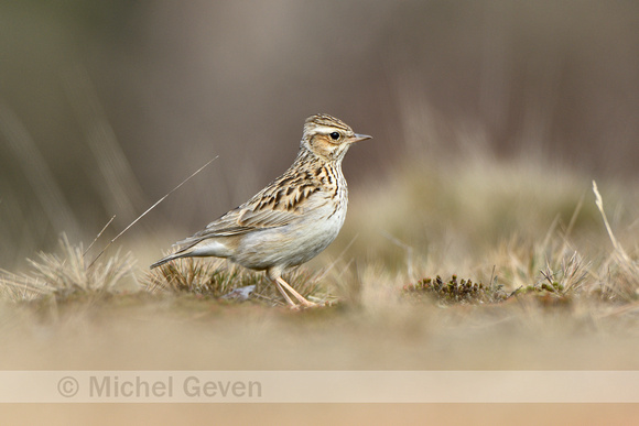 Boomleeuwerik; Woodlark; Lullula arborea