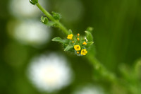 Kleinbloemige Amsinckia; Small-flowered fiddleneck; Amsinckia mi