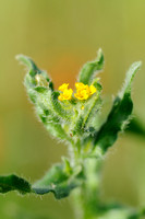 Kleinbloemige Amsinckia; Amsinckia; Small-flowered fiddleneck; A
