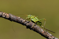 Alpenzadelsprinkhaan - Alpine Saddle Bush-cricket - Ephippiger terrestris