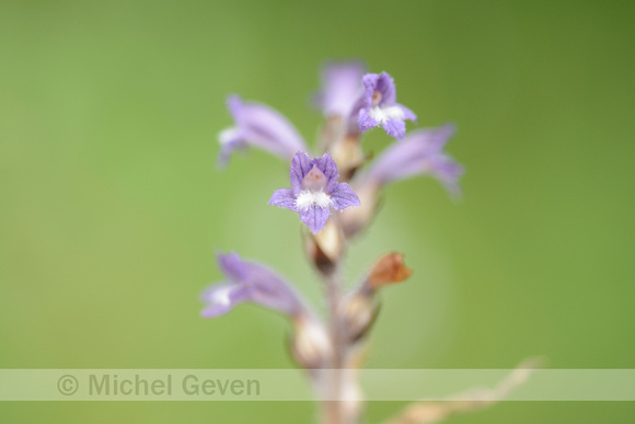 Hennepvreter; Orobanche ramosa