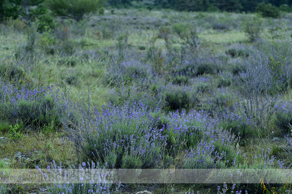 Echte Lavendel; English Lavender; Lavandula angustifolia