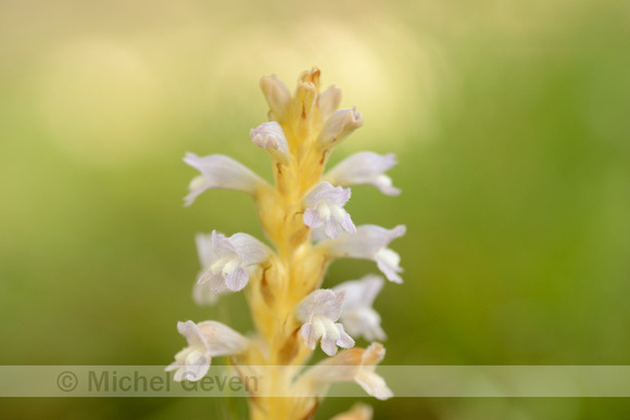 Hennepvreter; Orobanche ramosa