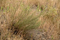 Wilde Averuit; Wormwood sagewort; Artemisia campestris