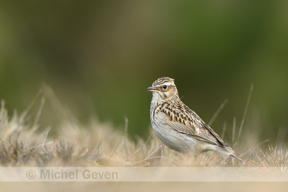 Boomleeuwerik; Woodlark; Lullula arborea