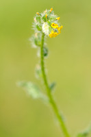 Kleinbloemige Amsinckia - Amsinckia - Small-flowered fiddleneck - Amsinckia micrantha