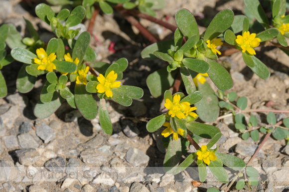 Wilde Postelein; Purslane; Portulaca oleracea