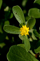 Postelein; Purslane; Portulaca oleracea