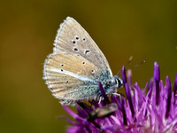 Witstreepblauwtje; Damon Blue; Polyommatus damon