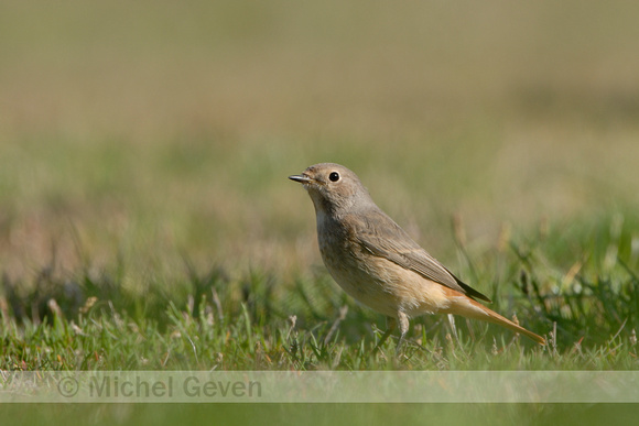 Gekraagde Roodstaart; Redstart; Phoenicurus phoenicurus