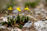 Alpenzonneroosje; Alpine Rock-rose; Helianthemum oelandicum subs
