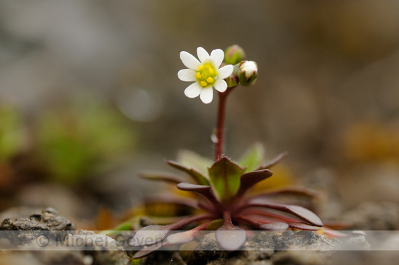 Vroegeling; Common Whitlowgrass; Erophila verna; Draba verna