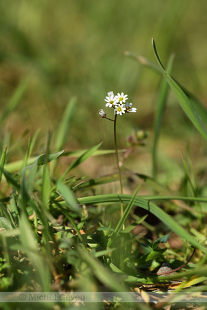 Vroegeling; Common Whitlowgrass; Draba Verna