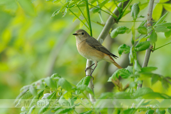 Gekraagde Roodstaart; Redstart; Phoenicurus  phoenicurus