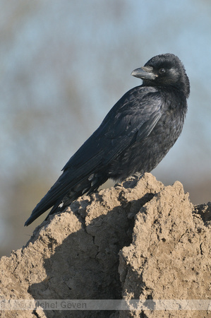 Zwarte Kraai; Carrion Crow; Corvus corone corone