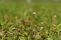 Vroegeling; Common Whitlowgrass; Draba Verna