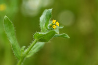 Kleinbloemige Amsinckia; Small-flowered fiddleneck; Amsinckia mi