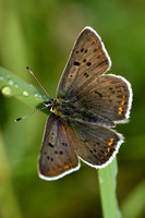 Bruine vuurvlinder; Sooty Copper; Lycaena tityrus