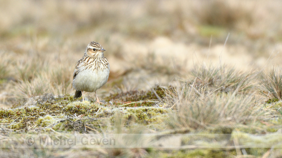 Boomleeuwerik; Woodlark; Lullula arborea