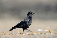 Zwarte Kraai; Carrion Crow; Corvus corone