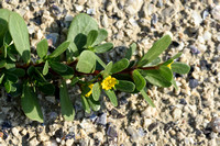 Postelein; Purslane; Potulaca oleracea