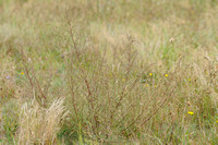 Wilde Averuit; Field Wormwood; Artemisia campestris subsp. campestris