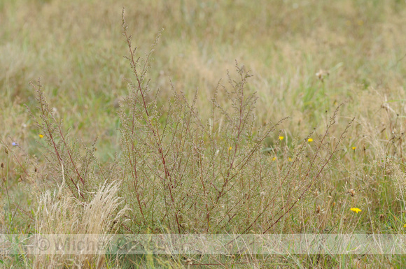 Wilde Averuit; Field Wormwood; Artemisia campestris subsp. campestris