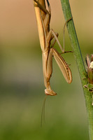 Europese Bidsprinkhaan; Praying Mantis; Mantis religiosa