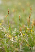 Laagbloeiende zegge; Carex halleriana
