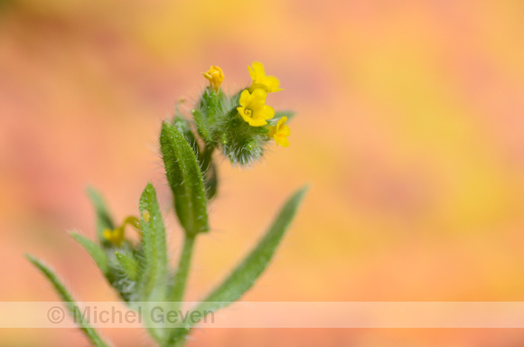 Kleinbloemige Amsinckia; Amsinckia; Small-flowered fiddleneck; A