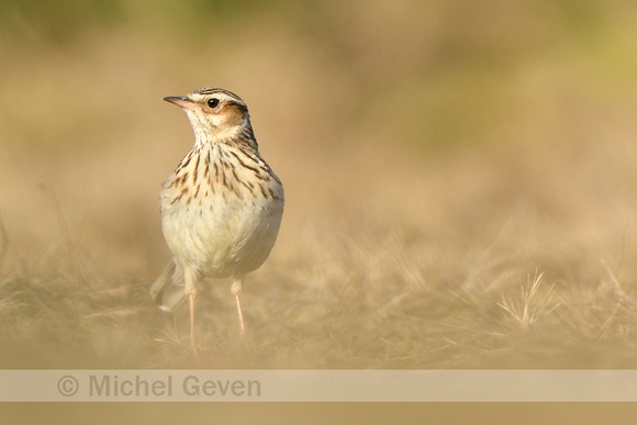 Boomleeuwerik; Woodlark; Lullula arborea