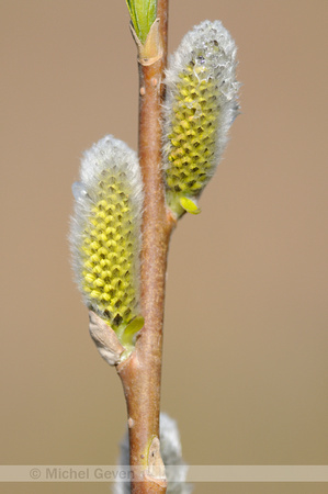 Katwilg; Basket willow; Salix viminalis;