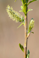 Katwilg; Basket willow; Salix viminalis;