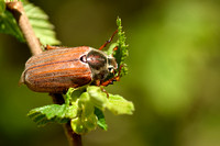Meikever; Cockchafer Maybeetle; Melolontha melolontha