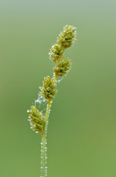 Zompzegge; White Sedge; Carex curta;