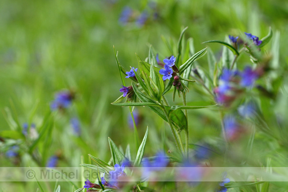 Blauw Parelzaad; Purple gromwell; Buglossoides purpurocaerlea