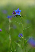 Blauw Parelzaad - Buglossoides purpurocaerulea