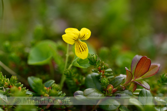 Tweebloemig viooltje; Twoflower violet; Viola biflora