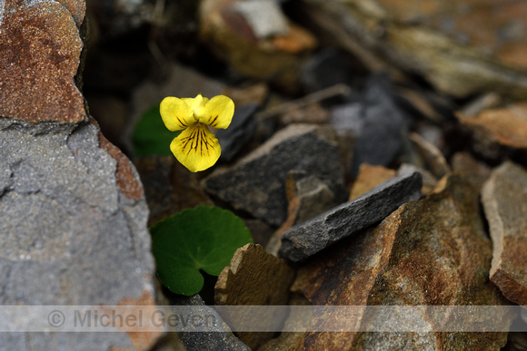 Tweebloemig viooltje; Twoflower violet; Viola biflora