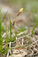 Laagbloeiende zegge - Carex halleriana